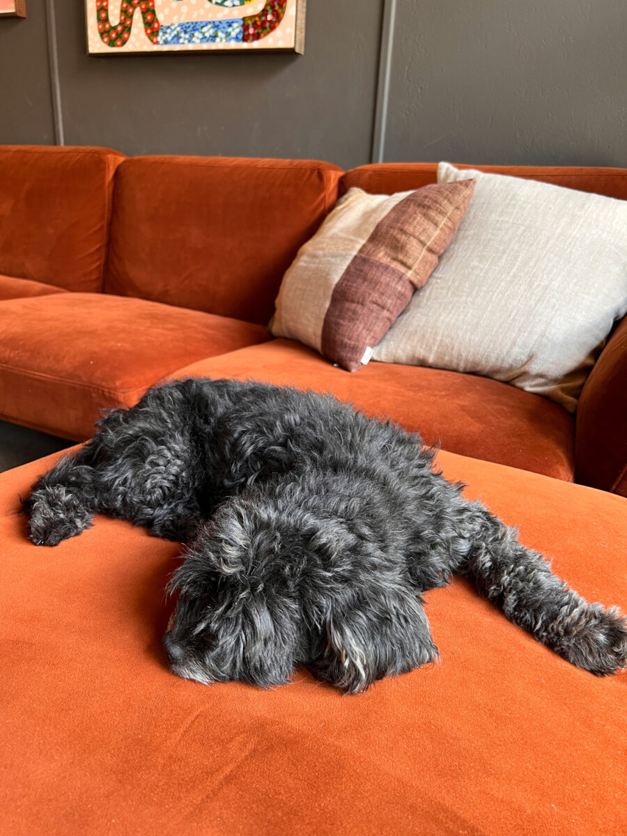 A fluffy black dog on a burnt orange couch.